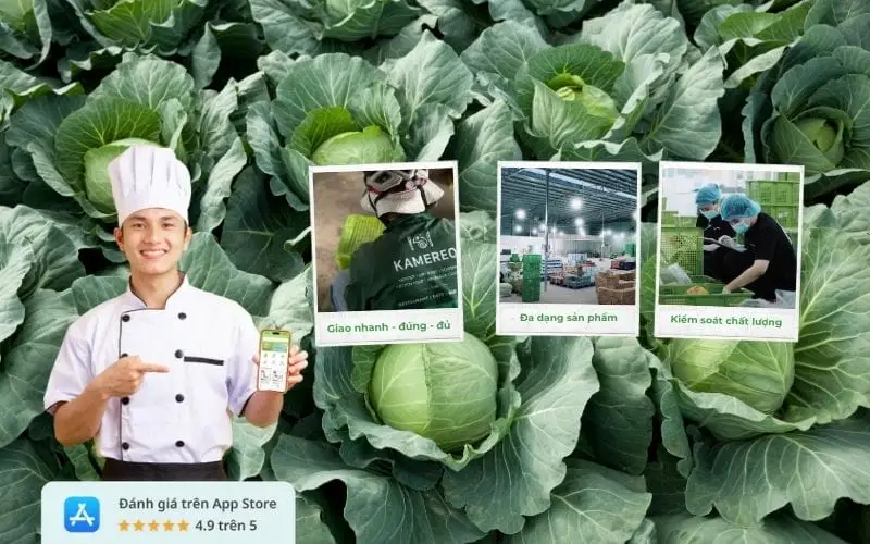 Mơ Thấy Bắp Cải: Giải Mã Điềm Báo Sức Khỏe, Tài Lộc và Bình An 7 Đa dạng bắp cải tươi sống tại chợ.