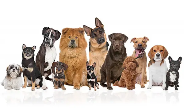 Chó Đa Dạng Giống Loại và Màu Sắc