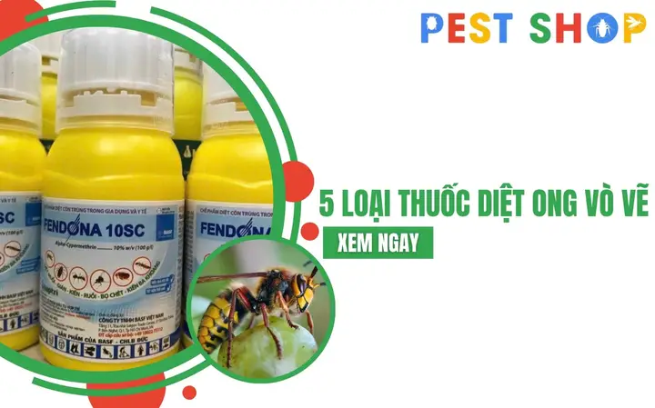 Giải mã giấc mơ ong vò vẽ: Con số may mắn