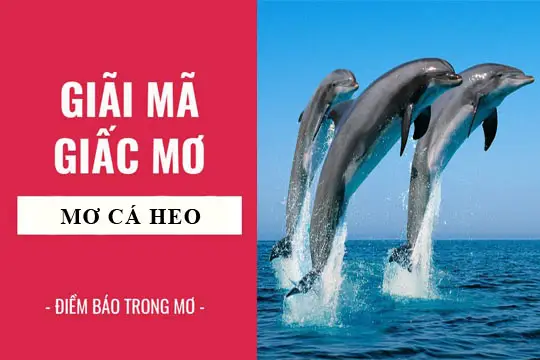 Nằm Mơ Thấy Cá Heo: Giải Mã Điềm Báo & Tìm Lời Giải An Tâm 6 Điềm báo tốt xấu khi mơ thấy cá heo