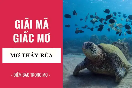 Mơ thấy rùa: Giải mã điềm báo tốt xấu