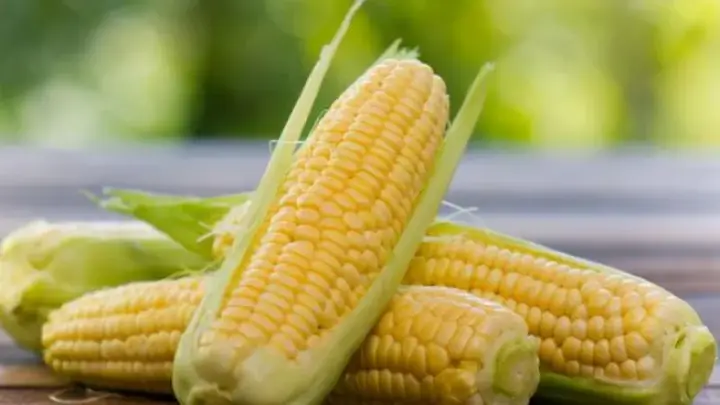 Giải Mã Giấc Mơ Thấy Ngô: Điềm Báo May Mắn Hay Thử Thách Cần Vượt Qua? 6 Giải mã giấc mơ thấy ngô