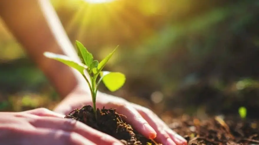 Nằm Mơ Thấy Trái Mận: Giải Mã Ý Nghĩa Tâm Linh Và Hướng Hóa Giải 7 Bàn tay gieo hạt thiện lương, ươm mầm tương lai.