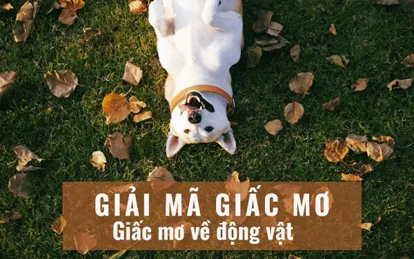 Giải Mã Giấc Mơ Thấy Nhiều Con Vật: Điềm Báo & Hóa Giải An Tâm 4 Giấc mơ muôn loài động vật