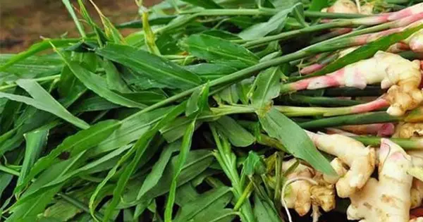 Gừng tươi lá xanh sống động tự nhiên