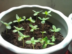 Cây khô nảy mầm: Tái sinh, khởi đầu mới.