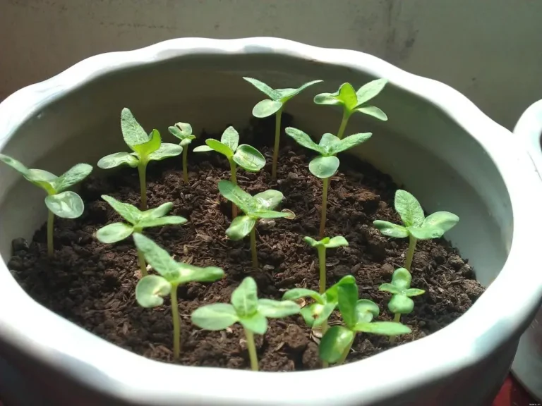 Cây khô nảy mầm: Tái sinh, khởi đầu mới.