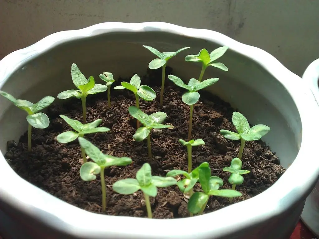 Nằm Mơ Thấy Xác Chết Đánh Số May: Giải Mã Điềm Báo & Hóa Giải 4 Cây khô nảy mầm: Tái sinh, khởi đầu mới.