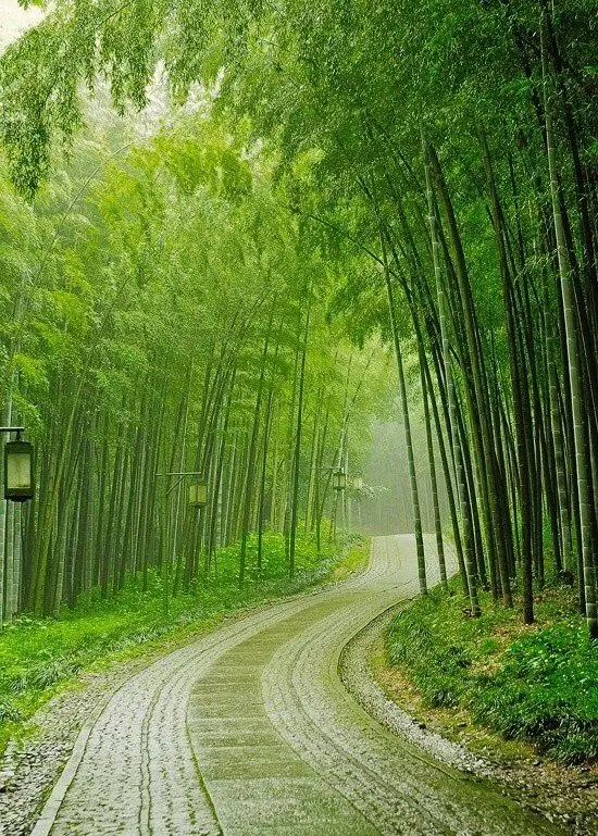 Đường quê thanh bình, hàng cây xanh mát