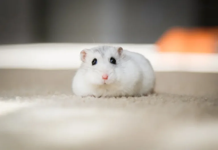 Hamster đáng yêu ăn hạt cực cute