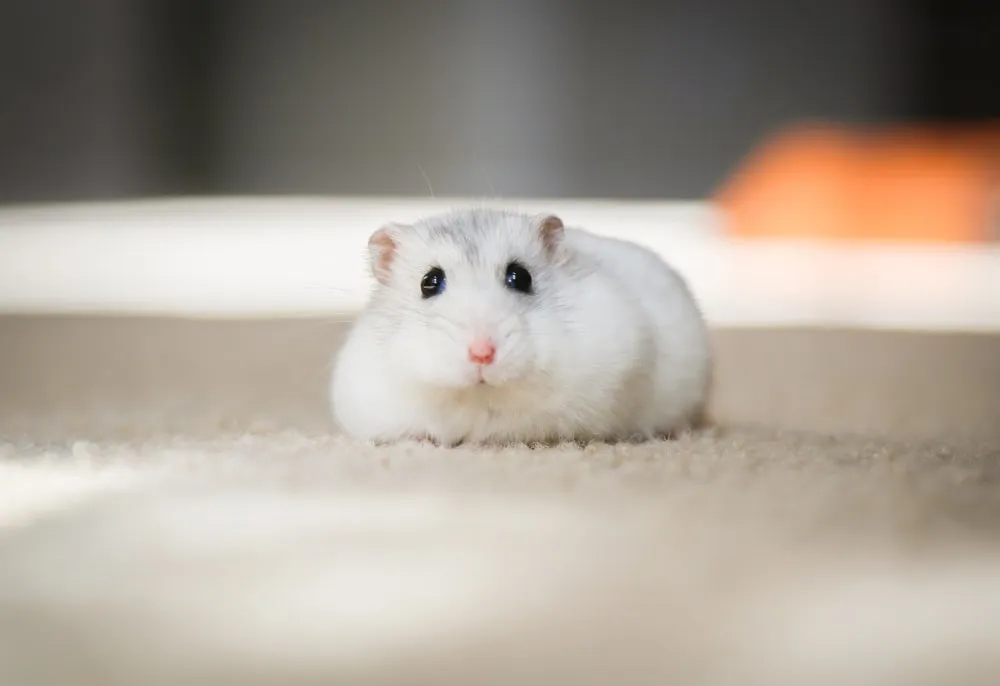 Hamster đáng yêu ăn hạt cực cute