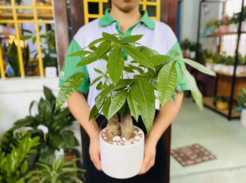 Cây phong thủy phổ biến nhất