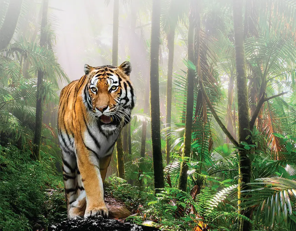 Hổ Xuống Núi Trong Phong Thủy: Giải Mã Sức Mạnh Quyền Uy Và Bí Quyết Ứng Dụng Hài Hòa 4 Hổ uy nghi xuống núi, rừng hùng vĩ.