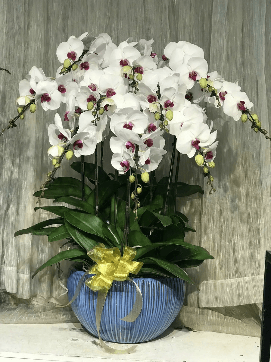 Giải Mã Giấc Mơ Thấy Hoa Lan: Điềm Báo & Hóa Giải May Mắn 3 Hoa lan thanh khiết nở rộ