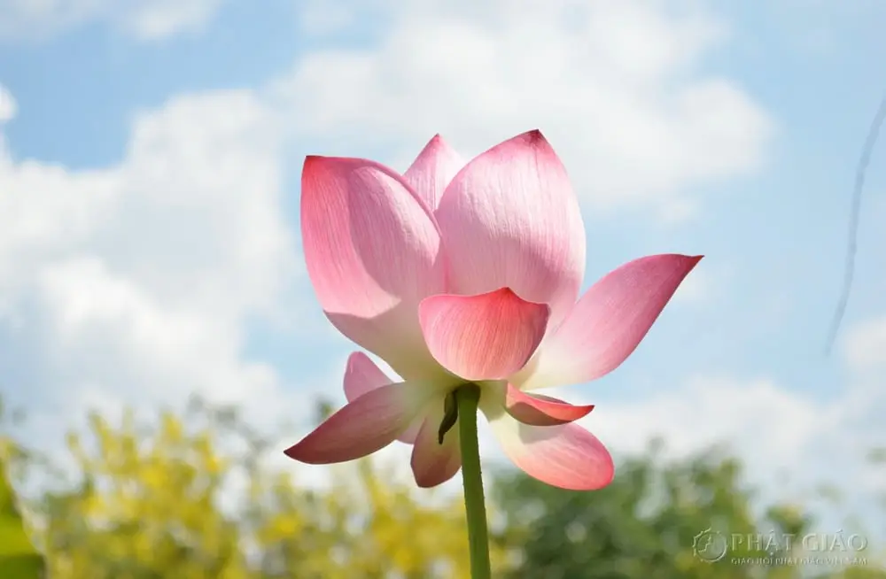 Sách cổ hoa sen: Biểu tượng uyên thâm tâm linh