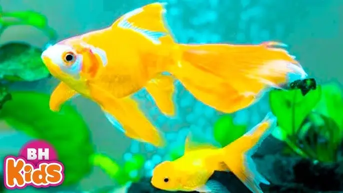 Cá lóc vàng bơi trong nước.