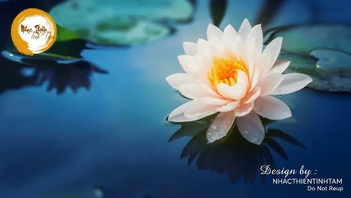 Thiền hoa sen: Bình an, tĩnh tâm.