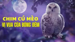 Cú Mèo Bí Ẩn Dưới Ánh Trăng