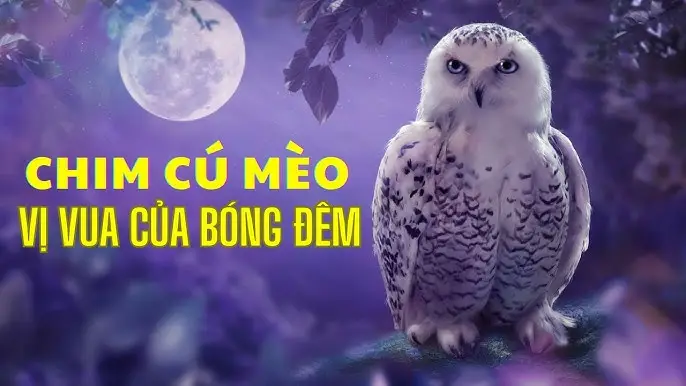 Giải Mã Giấc Mơ Thấy Cú Mèo: Điềm Báo & Hóa Giải Bình An 4 Cú Mèo Bí Ẩn Dưới Ánh Trăng