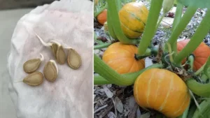 Bàn tay nâng niu bí đỏ, ươm mầm tiềm năng.