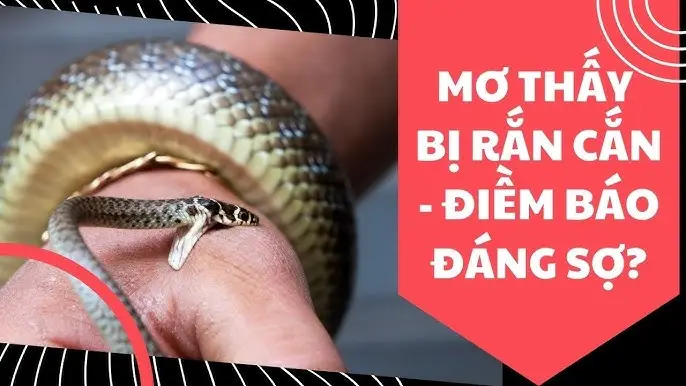 Nằm Mơ Bị Rắn Cắn Vào Tay: Giải Mã Điềm Báo & Hóa Giải Tâm An 6 So sánh ý nghĩa giấc mơ rắn cắn tay