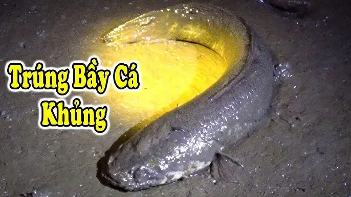 Bắt hụt cá lóc: Cảm giác hụt hẫng.