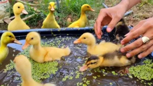 Đàn vịt con vàng đáng yêu bơi lội.