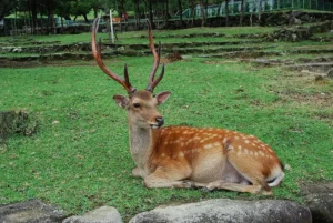 Hươu nai tự nhiên: Uy nghi, thanh thoát.