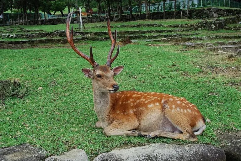 Hươu nai tự nhiên: Uy nghi, thanh thoát.