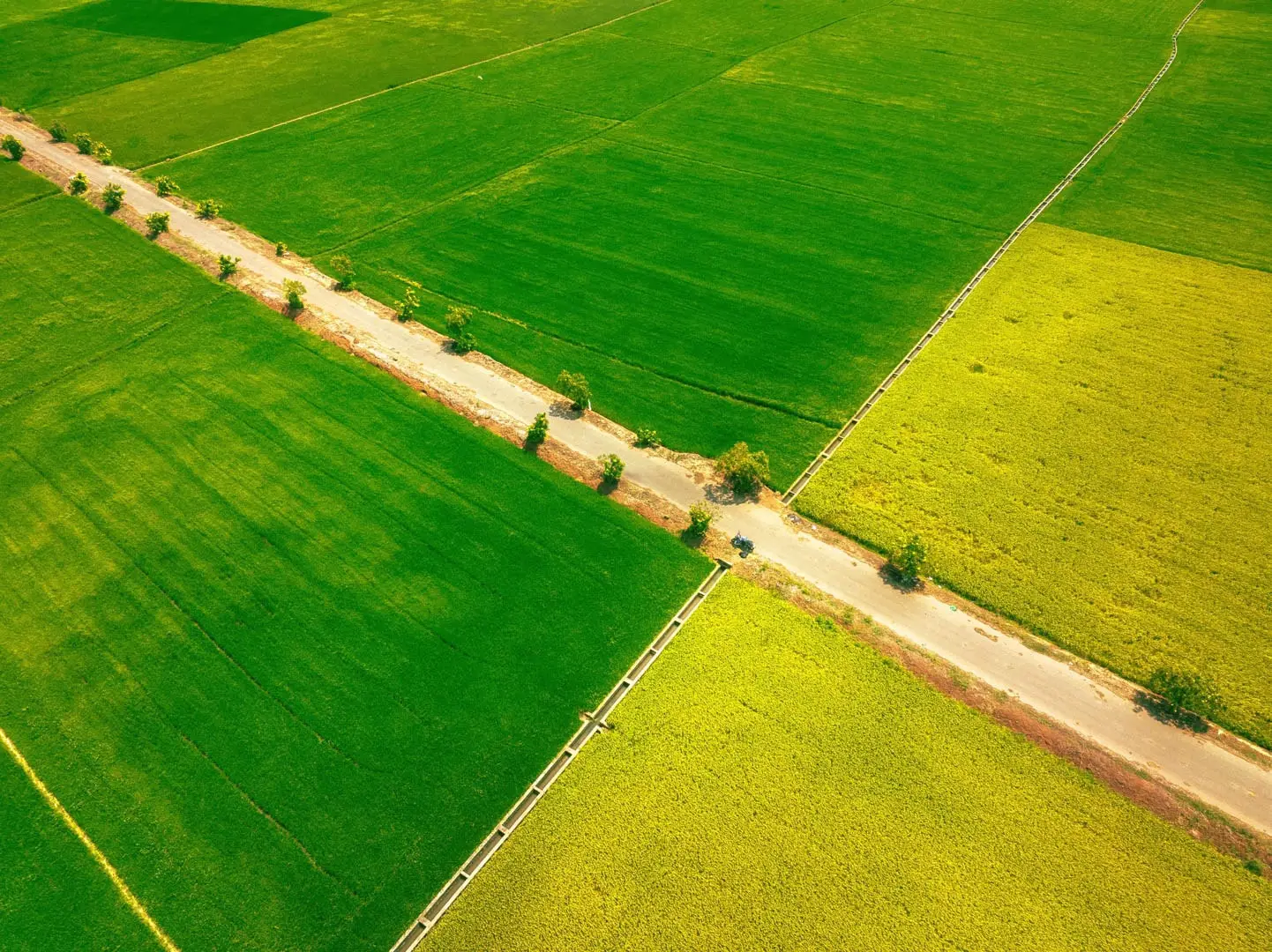 Nằm Mơ Thấy Lúa Chín Vàng: Giải Mã Điềm Báo Tài Lộc Hay Lời Nhắc Nhở? 7 Bảng số may mắn giữa cánh đồng lúa xanh.