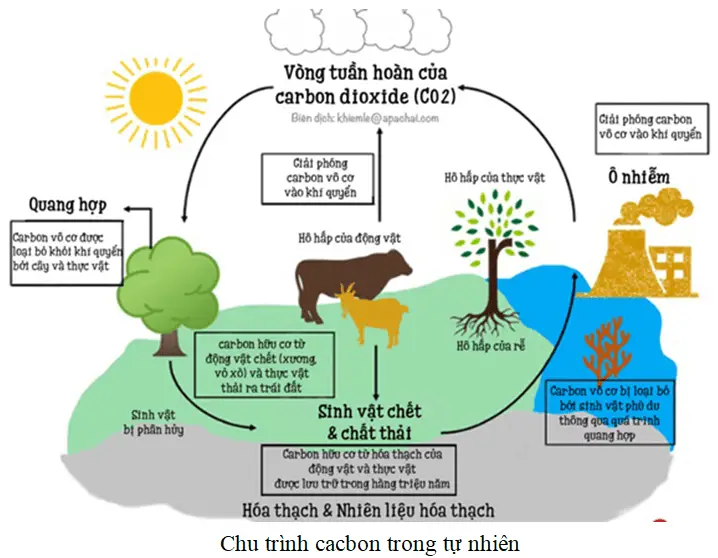 Phân hủy, Tái sinh: Vòng tuần hoàn tự nhiên.