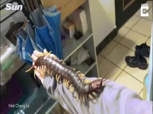 Rết bò trên da: Bất an, ghê rợn.