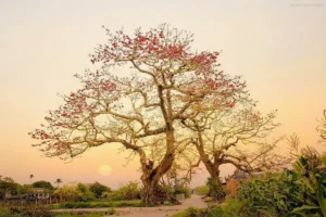 Hoa gạo cổ thụ rực rỡ dưới ánh nắng.