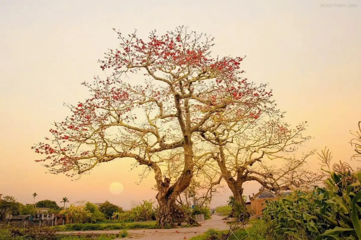 Giải Mã Giấc Mơ Nằm Mơ Thấy Cây Gạo: Điềm Lành Hay Cảnh Báo? 4 Hoa gạo cổ thụ rực rỡ dưới ánh nắng.