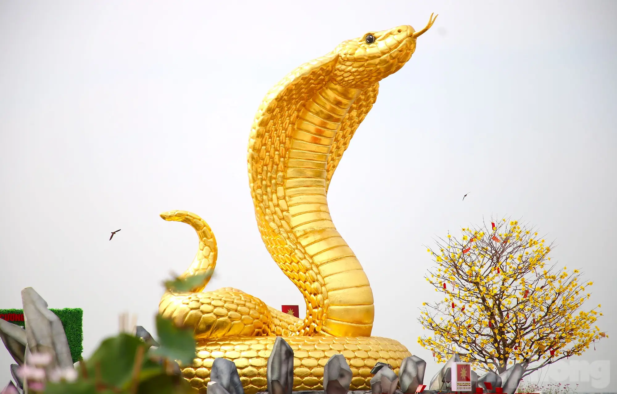 Rắn Hổ Mang Huyền Bí, Biểu Tượng Linh Thiêng