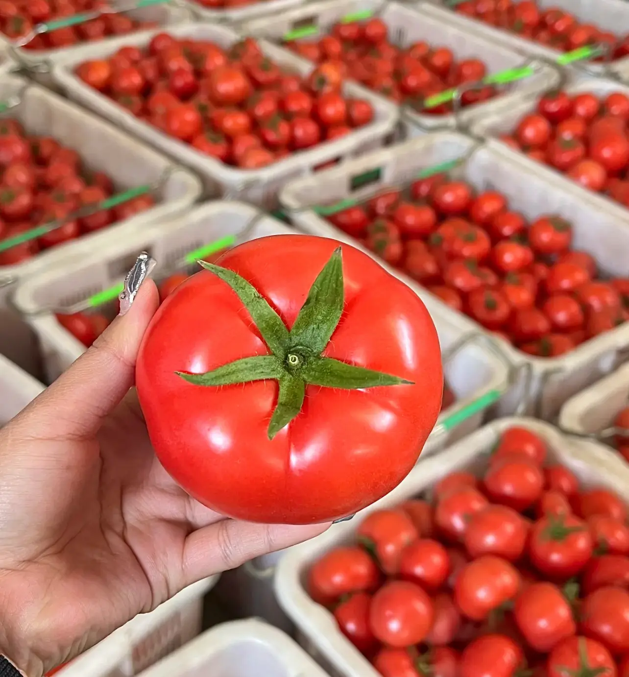 Con số viết trên quả cà chua tươi