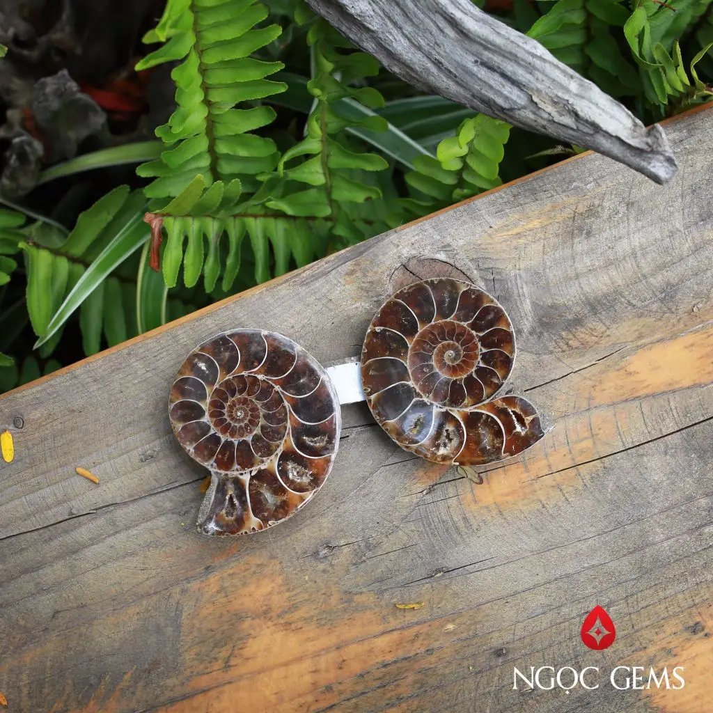 Ốc vặn vỏ xoắn độc đáo: Biểu tượng chuyển mình.