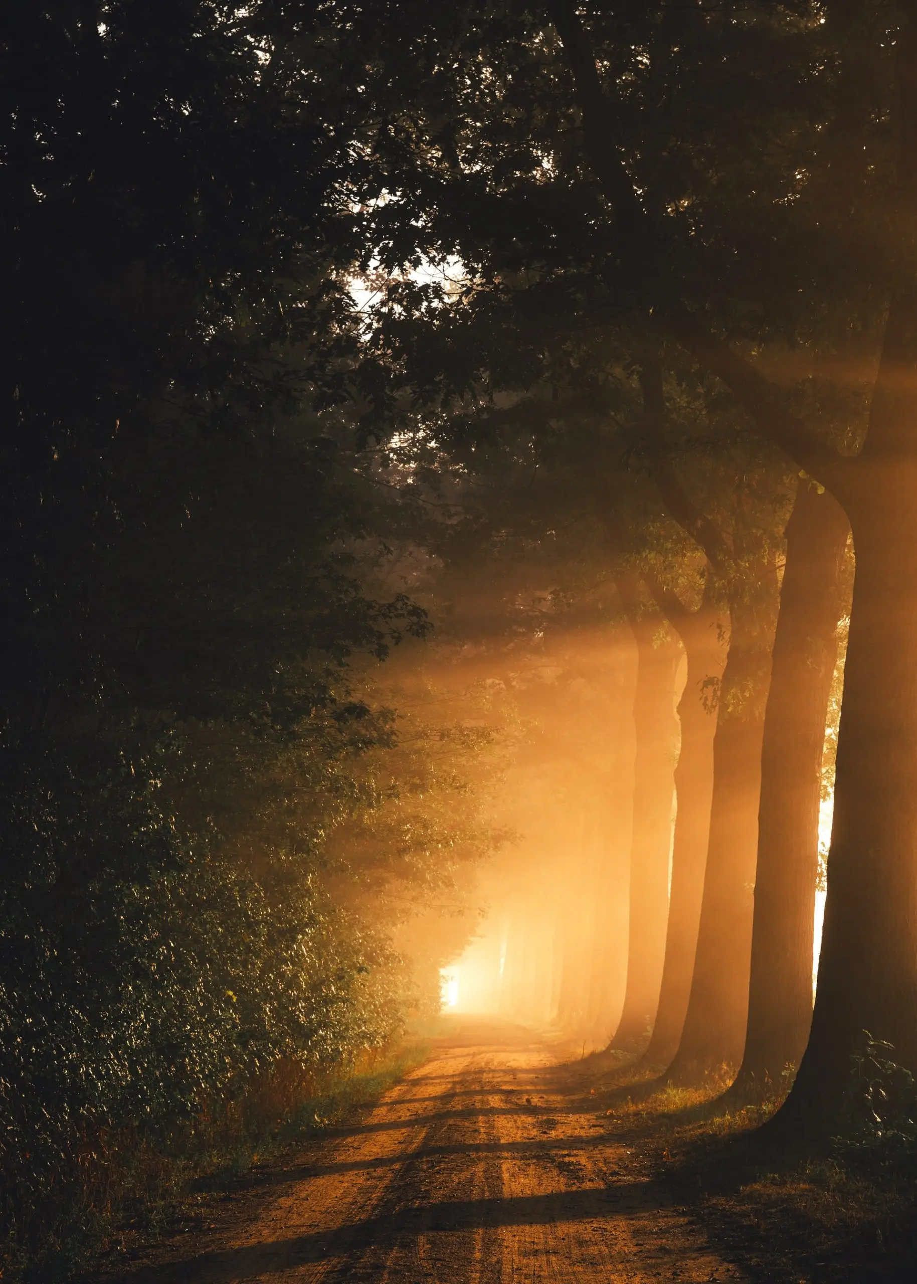 Mơ Thấy Hết Cơn Ác Mộng: Điềm Báo Thanh Thản Hay Thách Thức Mới? 6 Con đường ánh sáng dẫn khỏi bóng tối