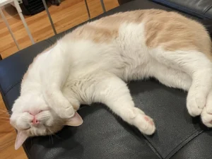 Mèo con ngủ bình yên: Thư thái, an toàn.