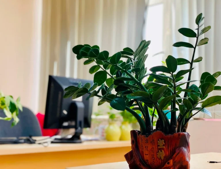 Bàn làm việc hiện đại, ngăn nắp, cây xanh, phong thủy