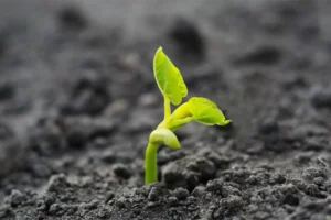 Vượt bão tố, kiên cường đứng vững