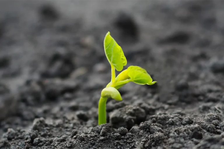 Vượt bão tố, kiên cường đứng vững