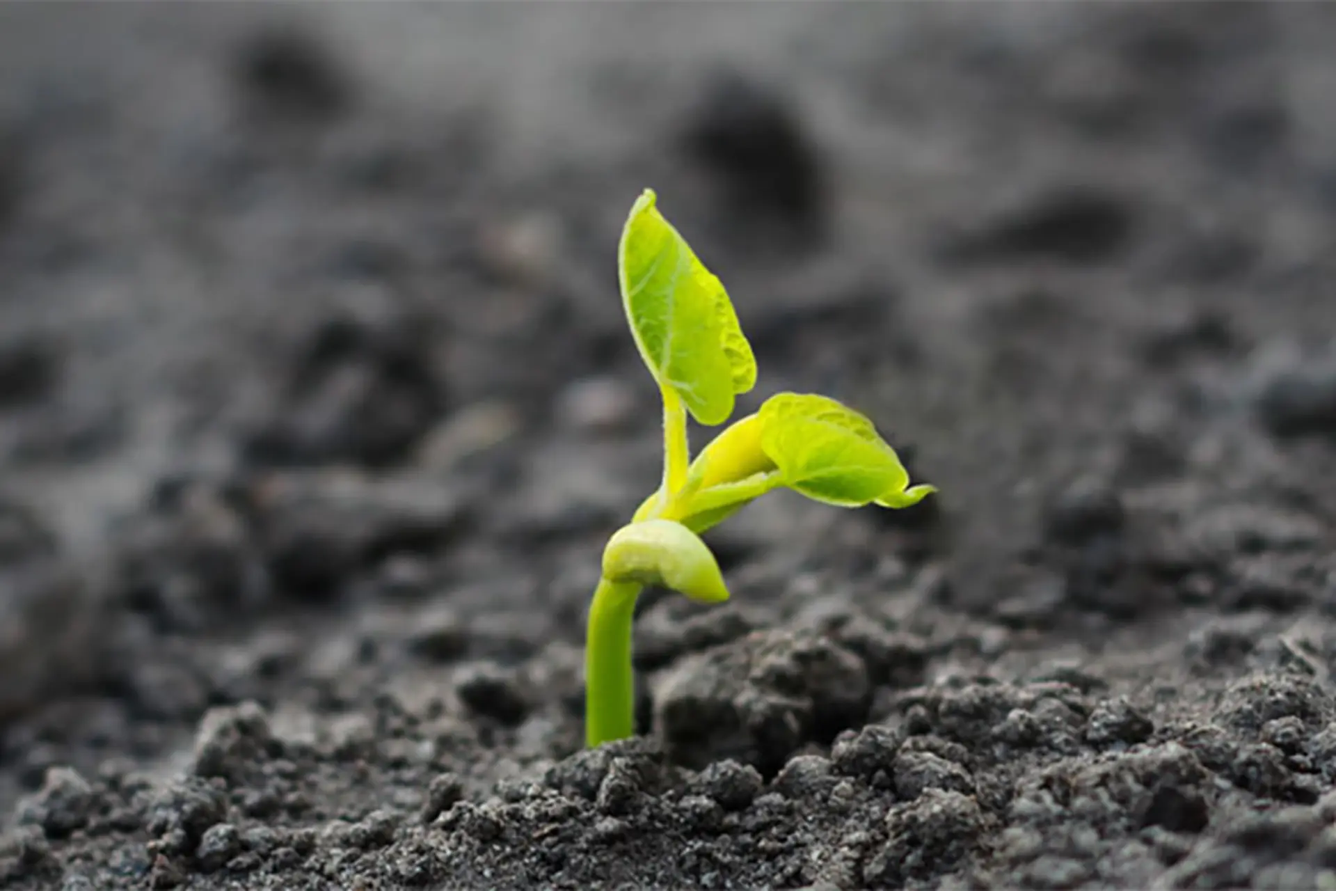 Vượt bão tố, kiên cường đứng vững