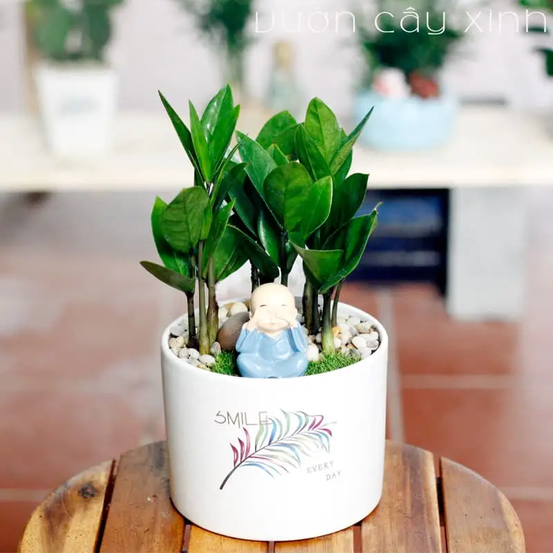 Chậu Cây Kim Tiền xanh tươi, mầm non vươn lên.