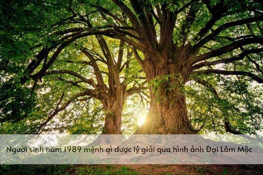 Tỳ Hưu Tuổi Kỷ Tỵ 1989: Bí Quyết Chọn Kích Thước Hợp Mệnh Hút Tài Lộc Vượng Khí 4 Kỷ Tỵ 1989 Đại Lâm Mộc mạnh mẽ vươn cao