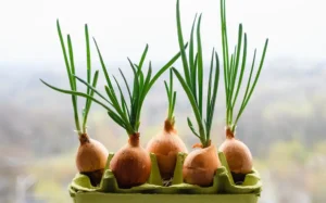 Hành tây mọc mầm xanh tươi