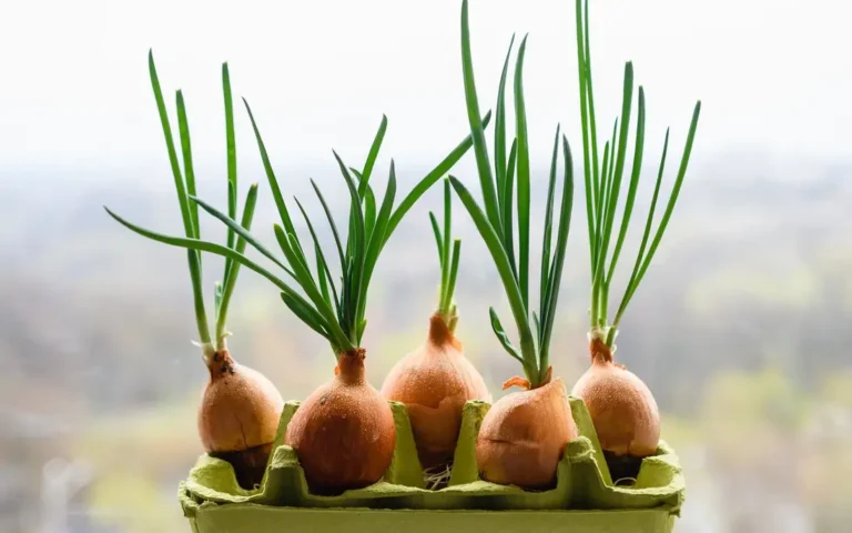 Hành tây mọc mầm xanh tươi