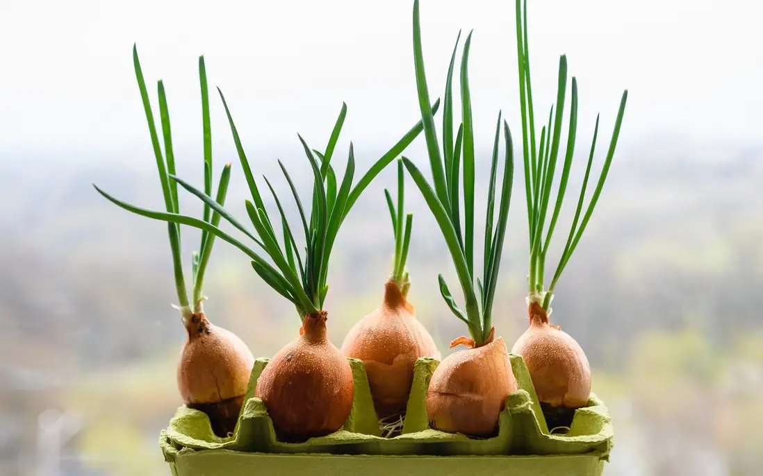 Giải Mã Giấc Mơ Thấy Hành: Điềm Báo Nào Đang Chờ Đợi Bạn? 4 Hành tây mọc mầm xanh tươi