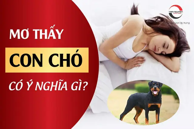 Giải mã giấc mơ cứu chó: Ý nghĩa, lời khuyên.