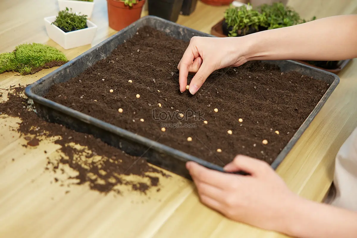 Mơ Thấy Được Báo Mộng: Điềm Báo, Hóa Giải và An Tâm Sống Thiện 5 Bàn tay gieo hạt giống, ươm mầm thiện.